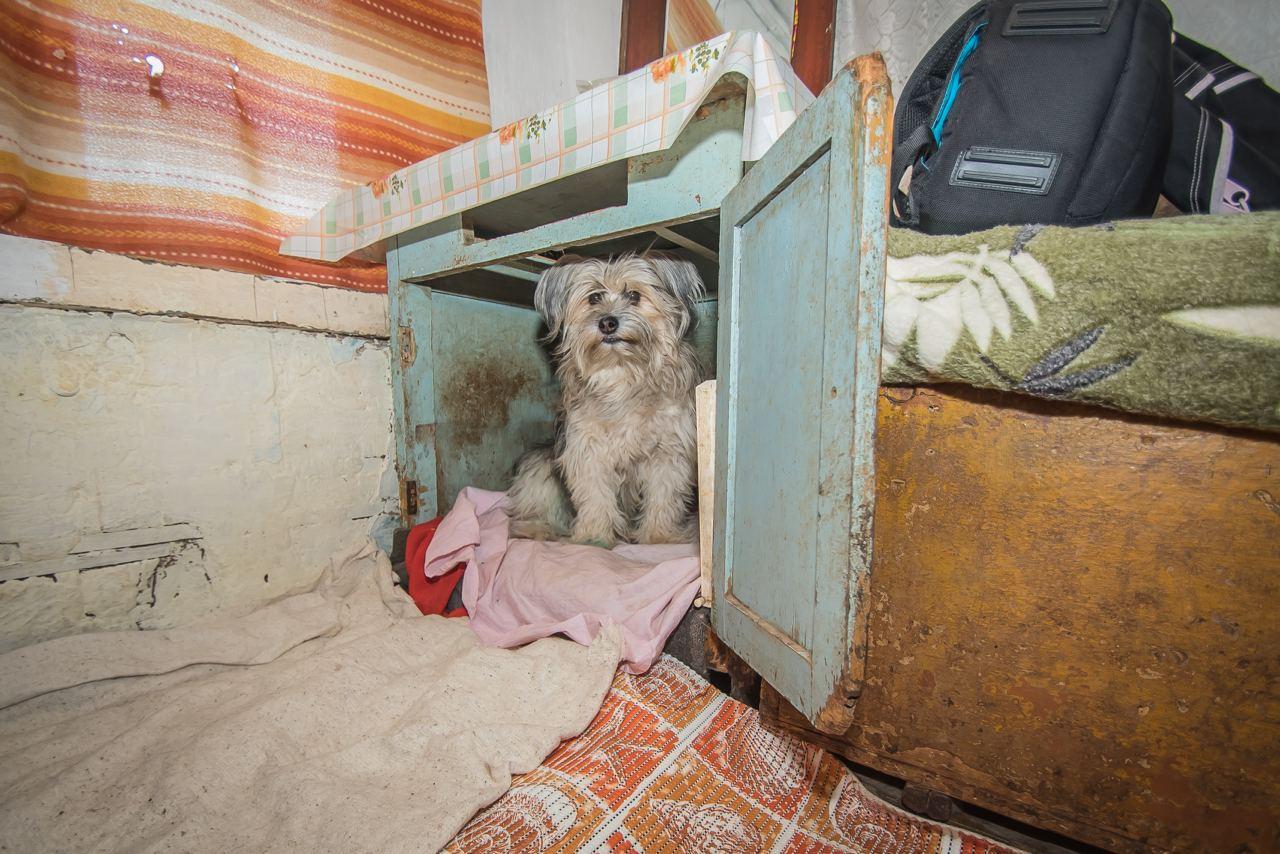 Фото «Я без них умру, и они без меня тоже»: водитель-телохранитель из Новосибирска превратила свой дом в будку для 22 собак 4